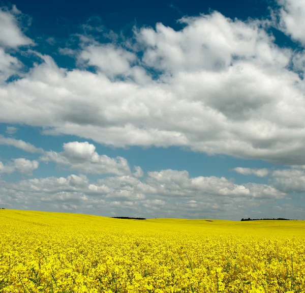 Field yellow — Stock Photo, Image