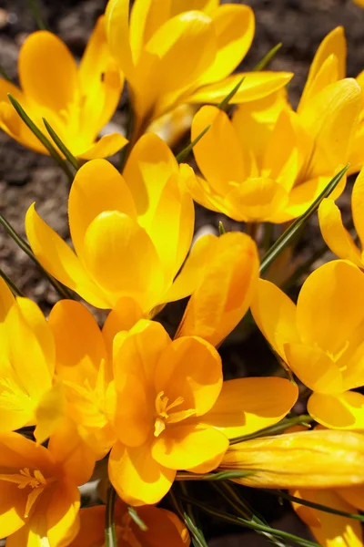 stock image Spring flowers