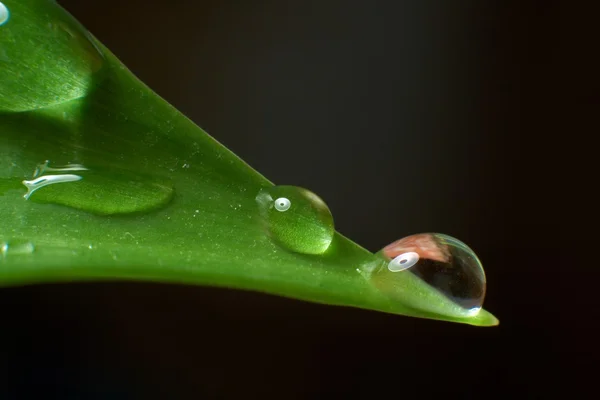 stock image Drops with green grass