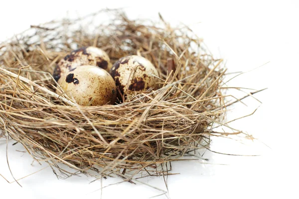 stock image Egg in a real nest