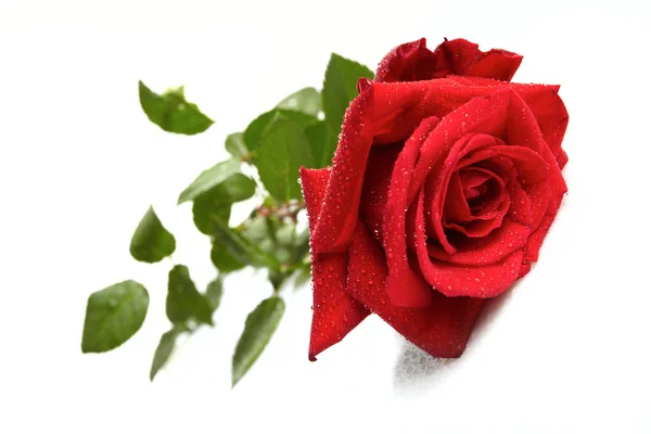 Hermosa rosa roja sobre un fondo blanco — Foto de Stock