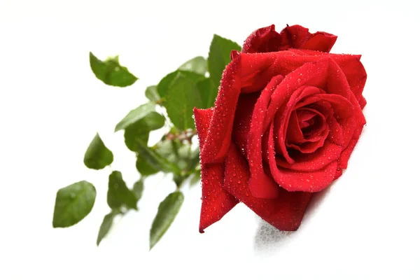 stock image Beautiful red rose on a white background