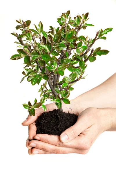 Mladý strom v ruce, podnikatelský koncept, ekologie. — Stock fotografie