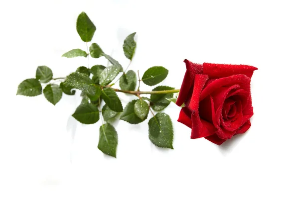 Krásná červená růže na bílém pozadí — Stock fotografie