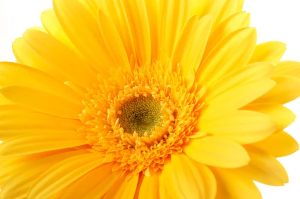Belles pétales de fleurs jaunes gros plan — Photo