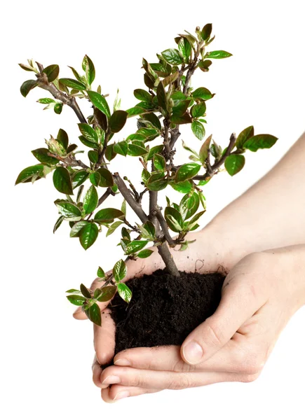 Jeune arbre dans les mains, concept d'entreprise, écologie . — Photo