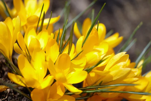 stock image Spring flowers