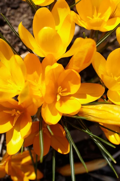 stock image Spring flowers