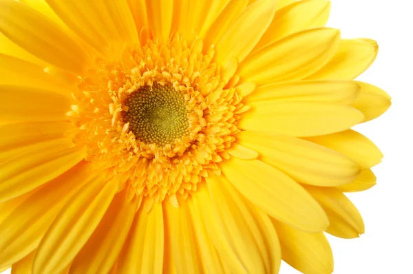 Krásný žlutý květ slunečnice closeup — Stock fotografie