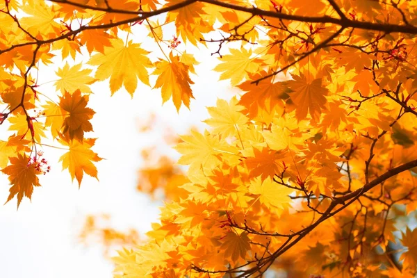 Podzim, žluté listy — Stock fotografie