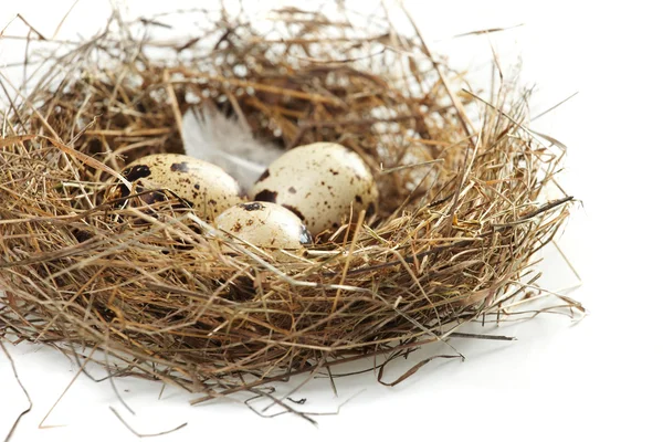 stock image Egg in a real nest