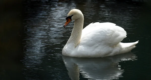 stock image White swan