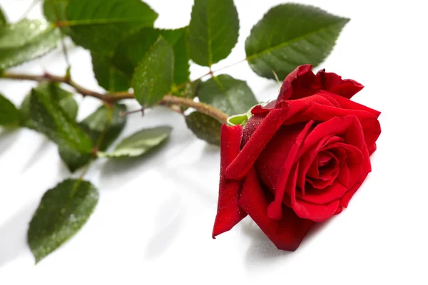 Όμορφο κόκκινο τριαντάφυλλο σε λευκό φόντο — Φωτογραφία Αρχείου