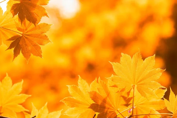 Herbst, gelbe Blätter — Stockfoto