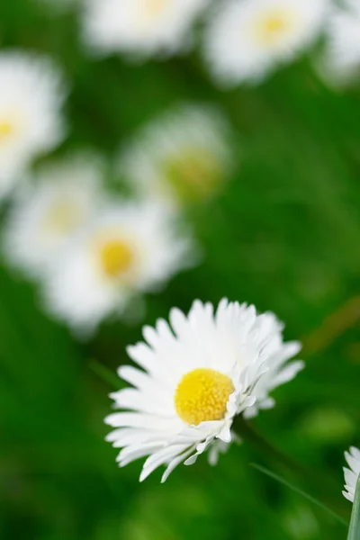 领域的雏菊 — 图库照片