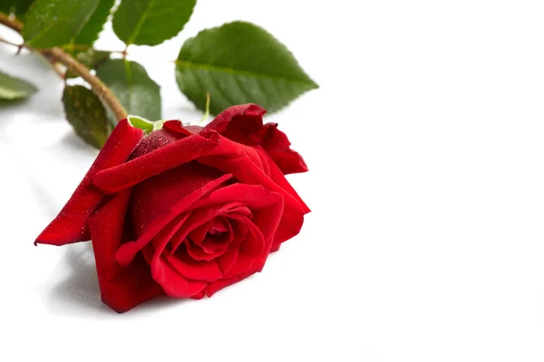 하얀 배경에 아름다운 빨간 장미가 피어 있다 — 스톡 사진