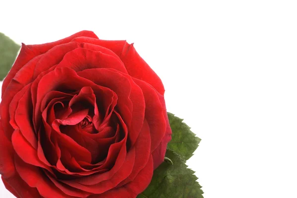 Rose on a white background — Stock Photo, Image