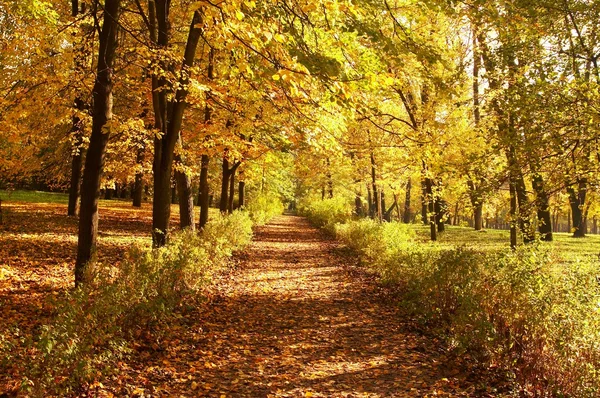 Autunno, sfondo autunno — Foto Stock