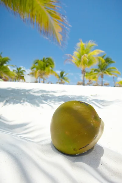 야자수와 코코넛 — 스톡 사진
