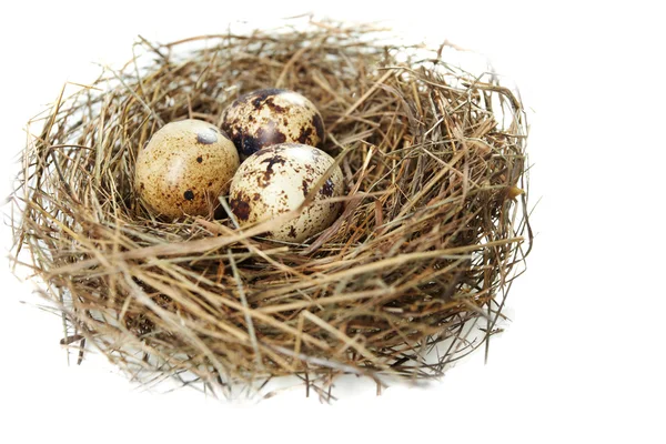 stock image Egg in a real nest