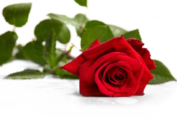 Hermosa rosa roja sobre un fondo blanco —  Fotos de Stock