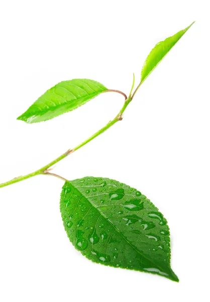 Close-up beautiful leaf — Stock Photo, Image