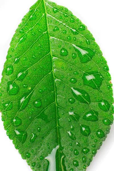 방울과 근접 아름 다운 잎 — 스톡 사진