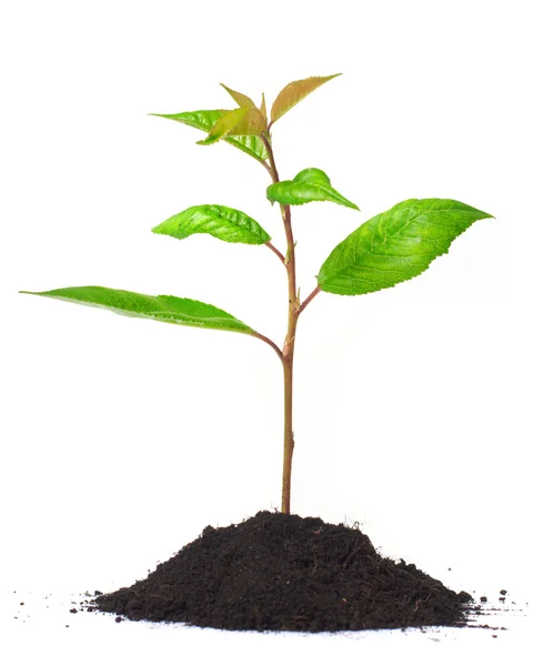 Young green plant on a white background — Stock Photo, Image