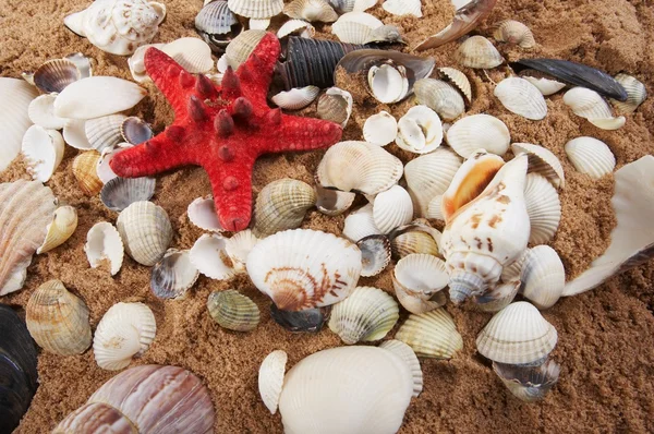 Conchas marinas encantadoras contra —  Fotos de Stock