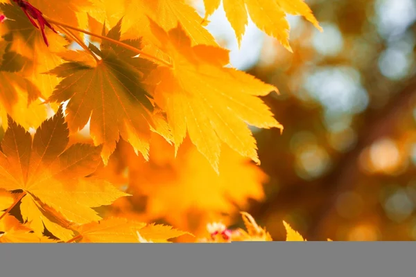 Outono, folhas amarelas — Fotografia de Stock