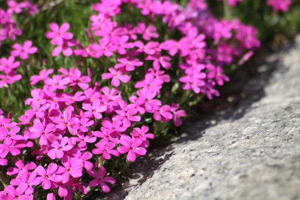 stock image Small pink flowers