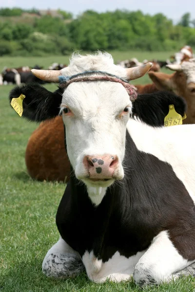 Koeien op veld — Stockfoto