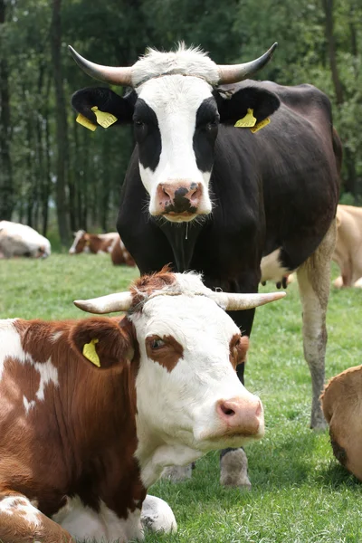 Mucche sul campo — Foto Stock