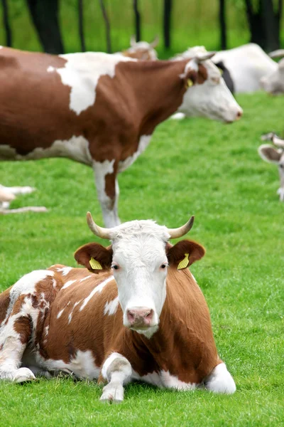 Mucche sul campo — Foto Stock