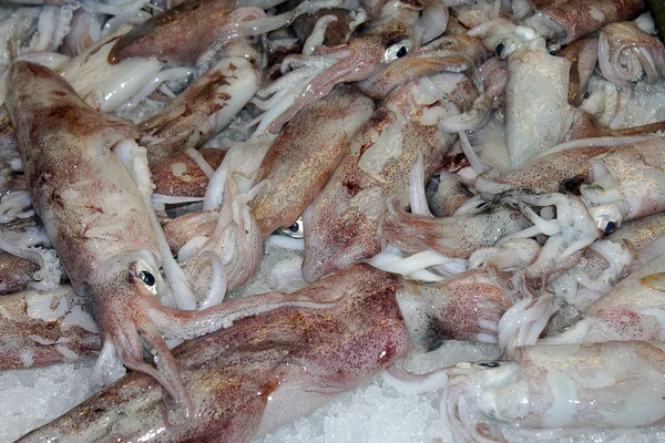 Squid at the fish market — Stock Photo, Image
