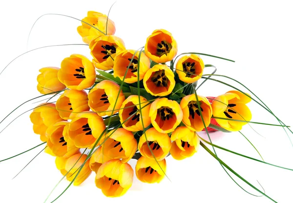 Yellow tulips closeup — Stock Photo, Image