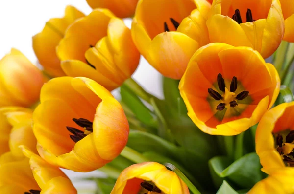 Gele tulpen close-up Rechtenvrije Stockfoto's
