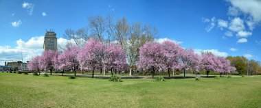 Spring trees panorama clipart