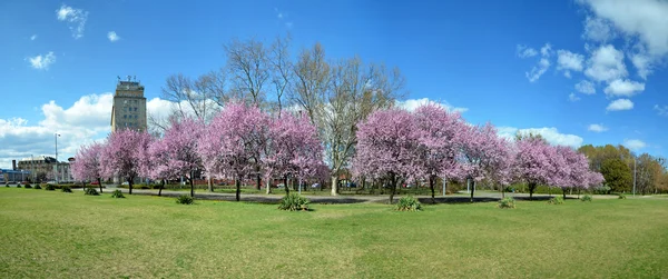 Tavaszi fák panoráma Stock Kép