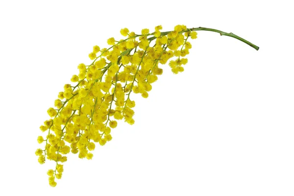 stock image Mimosa branch isolated.