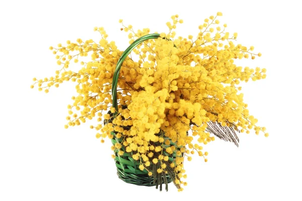 Mimosa bouquet isolated. — Stock Photo, Image