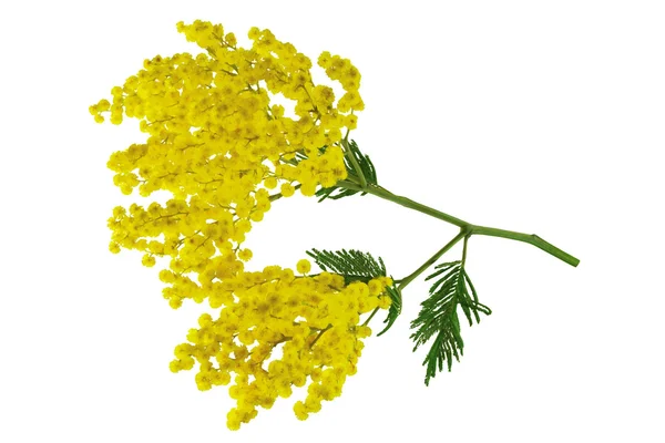 Mimosa branch isolated. — Stock Photo, Image
