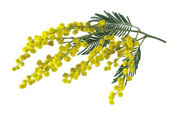 Mimosa branch isolated. — Stock Photo, Image