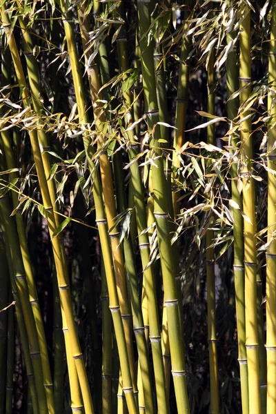 stock image Bamboo background nature scene