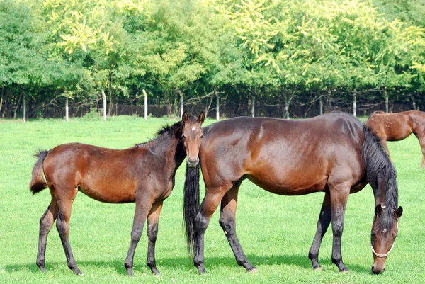 Braunes Pferd und Fohlen — Stockfoto