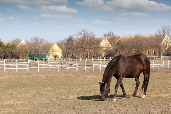 Kuda di kandang pertanian adegan — Stok Foto