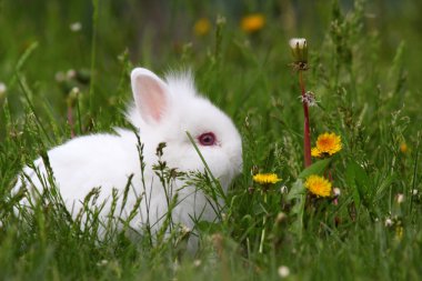 Cute white dwarf bunny clipart