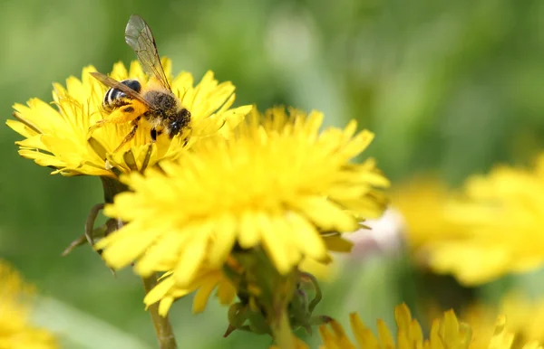 Bee on yellow dandelion — Stock Photo, Image