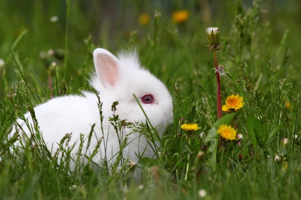 Schattig witte dwerg bunny — Stockfoto