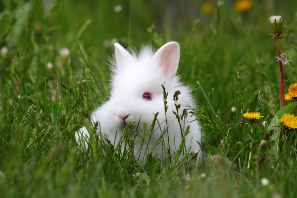 Trpasličí bílý zajíček v zelené trávě — Stock fotografie